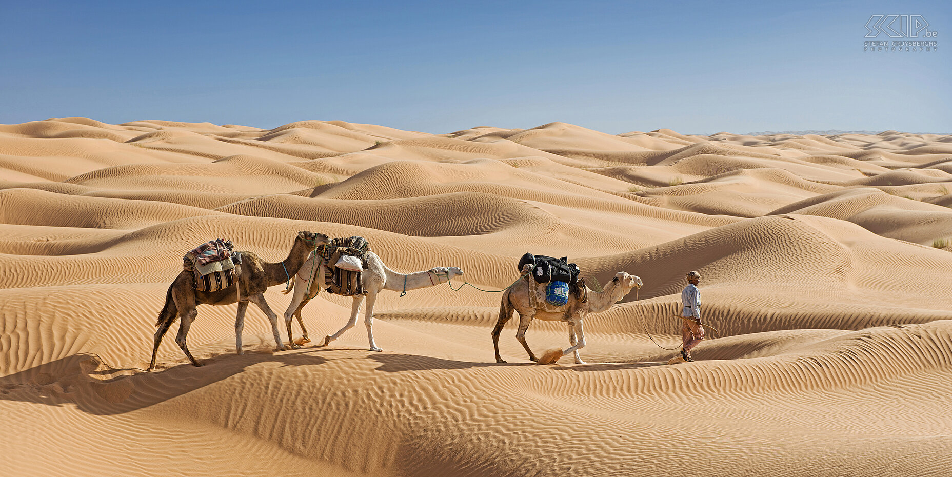 Camels The first part of our small camel caravan in the Tunisian desert Stefan Cruysberghs